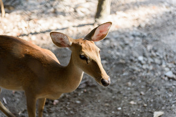 Common barking deer in Chiang Mai Zoo , Chiang Mai Thailand