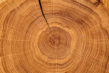 Fototapeta premium texture of wood