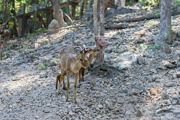 Common barking deer in Chiang Mai Zoo , Chiang Mai Thailand