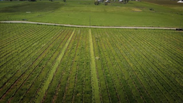 Aerial vertical top down view farmer tractor mowing weeds between rows of grapevines in vineyard landscape. Napa Valley, California. 4K UHD.
