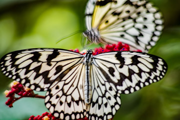 Tree Nymphs