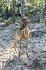 Common barking deer in Chiang Mai Zoo , Chiang Mai Thailand