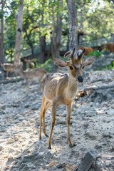 Common barking deer in Chiang Mai Zoo , Chiang Mai Thailand