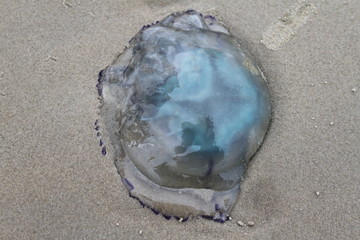 Qualle