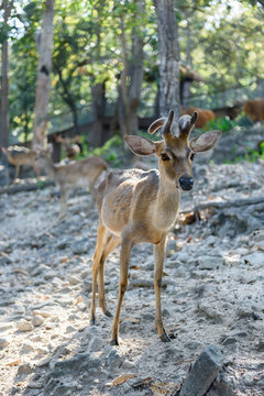 Common barking deer in Chiang Mai Zoo , Chiang Mai Thailand © apiwat