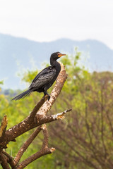 Portrait of cormorant. Baringo, Kenya (Rev.2)