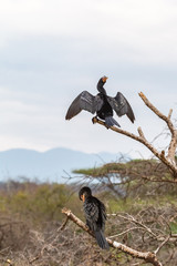 Portrait of two cormorant on the branch. Baringo lake, Kenya (Rev.2)