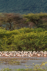 Pink flamingo of Lake Baringo. Kenya, Africa (Rev.2)