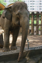 elefante baby at the zoo