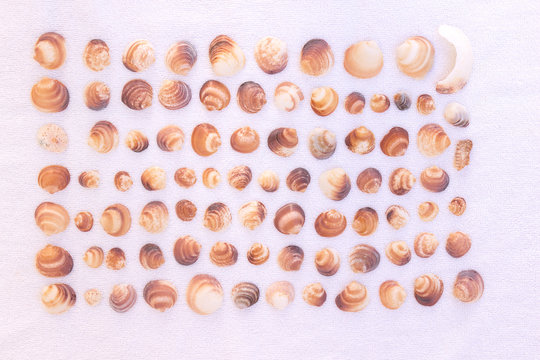 Rows of collected seashells