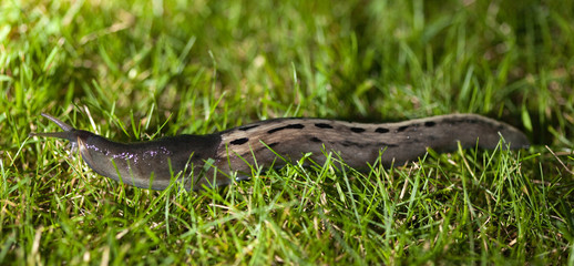 Slug © Birute Vijeikiene