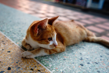 A cat with orange feathers sleeps in one of Thailand's temples.