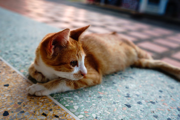 A cat with orange feathers sleeps in one of Thailand's temples.