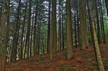Forest in Serra da Estrela Natural Reserve. Covilha, Portugal