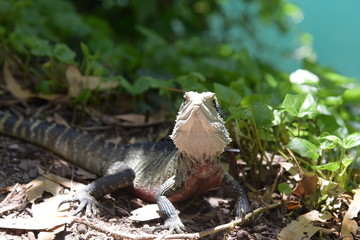 オーストラリアの大自然