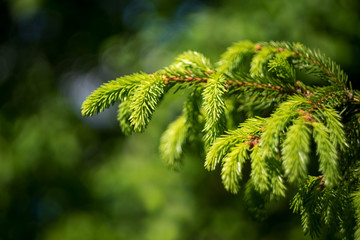 green branches of young spruce