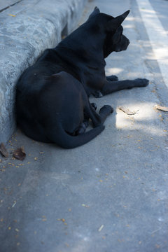 Black dog lying on the concrete floor