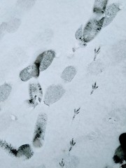 Different tracks on the snow in the city. Traces of birds, animals and humans. Winter and residents of the city.