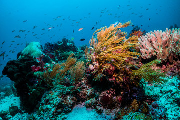 Fototapeta na wymiar Soft coral bommie with abundant fish life