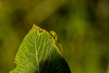 Krabbenspinne