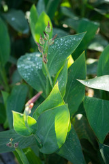 Obraz premium water drop on Lily green leafs