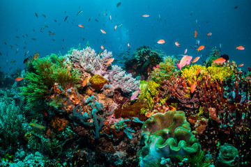 Naklejka na ściany i meble Vibrant reef life, amazing colours