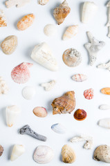 Seashells on white background