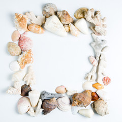 Seashells frame. White background. Template for text or design