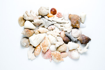 Seashells on white background