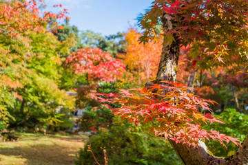 秋のグラデーション