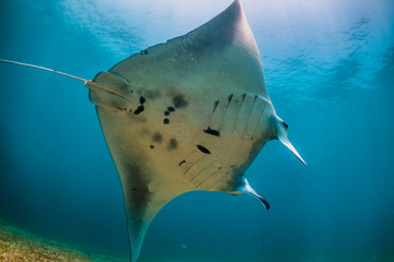 Manta ray belly ID shot, wings spread out