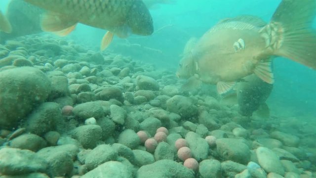 Underwater footage of feeding big carps (Cyprinus carpio) with boilie. Underwater video in the lake. Diving in fresh water. Beautifull common carp swimming uderwater. Kaprfen