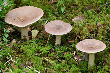 An edible delicious wild milkcap, Lactarius trivialis