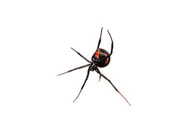 Rotrückenspinne / Schwarze Witwe (Latrodectus hasselti) - redback spider