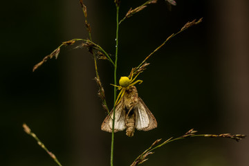 Krabbenspinne