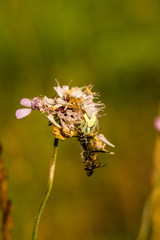 Krabbenspinne