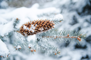 Snowy weather on sunny day. 