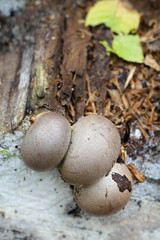 Great wolf's milk or groening's slime mold, Lycogala flavofuscum