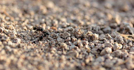 ants working in nature
