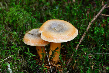 Lactarius deterrimus, also known as false saffron milkcap or orange milkcap