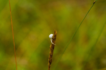 Krabbenspinne