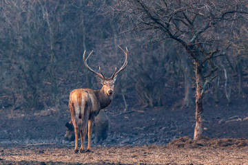 red deer in the forest