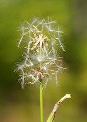 dandelion seeds in the garden