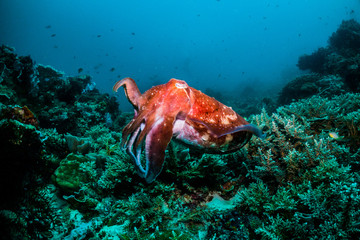 Fototapeta na wymiar Cuttlefish saluting with tentacles