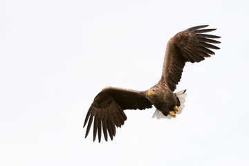 White-tailed Sea Eagle (Haliaeetus albicilla) flying, Norway