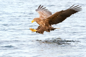 White-tailed Sea Eagle (Haliaeetus albicilla) catching fish, Norway