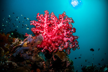 Fototapeta na wymiar Purple soft coral with sunburst above