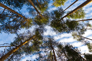 Looking up pine trees crowns branches in woods or forest.