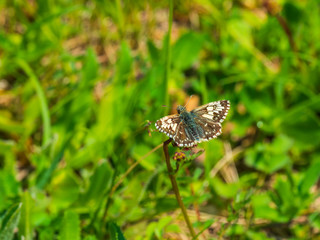 Grizzled Skipper (Pyrgus malvae) resting on a leaf