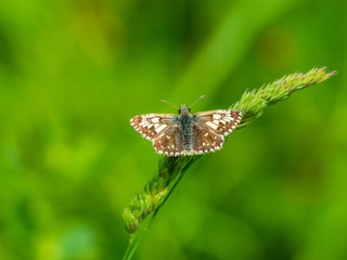 Naklejka premium Grizzled Skipper (Pyrgus malvae) resting on a leaf